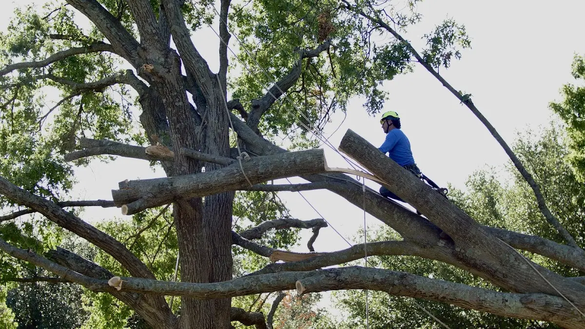 Professional Crown Thinning performed by certified arborists in Triadelphia