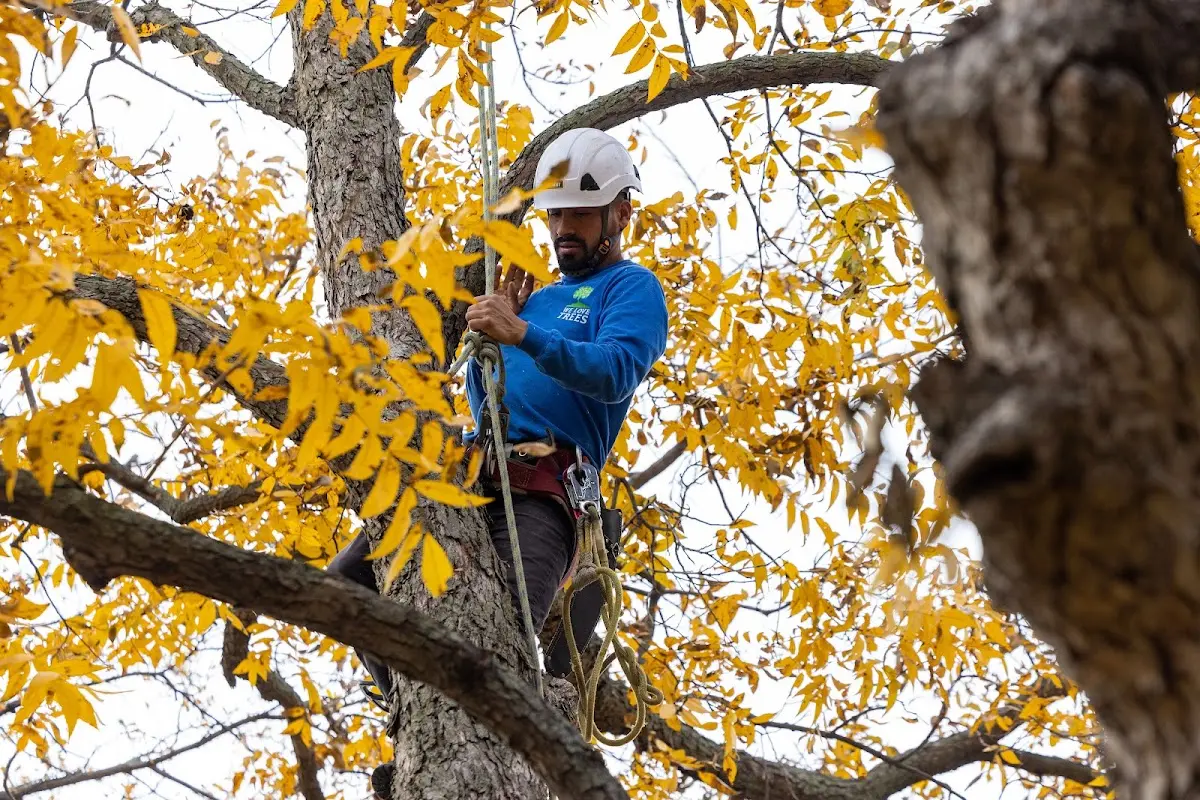 Skilled Tree Planting crew working in Triadelphia